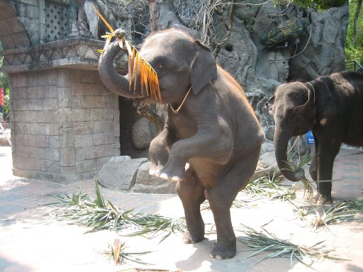 Safari World, Bangkok, Thailand, Elefanten Fütterung 40,– THB