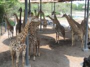 Safari World, Bangkok, Thailand, Giraffen im Safari Park