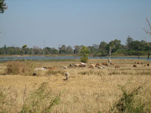 Ubon Ratchathani, Thailand, Landschaft in der Umgebung