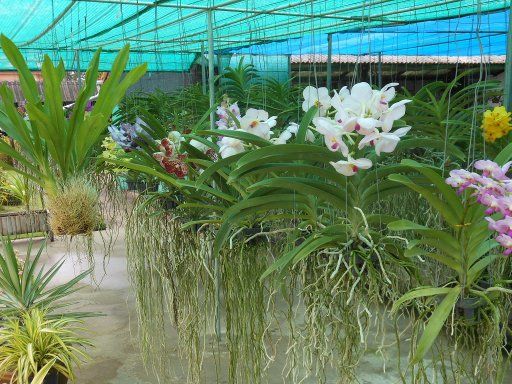 Udon Thani, Thailand, Sunshine Orchid Farm