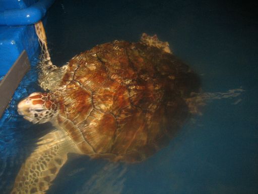 Underwater World, Pattaya, Thailand, Meeresschildkröte