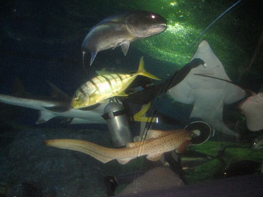 Underwater World, Pattaya, Thailand, Taucher bei der Hai und Fischfütterung
