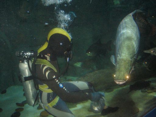 Underwater World, Pattaya, Thailand, Taucher bei der Fütterung des größten Süwasserfisches