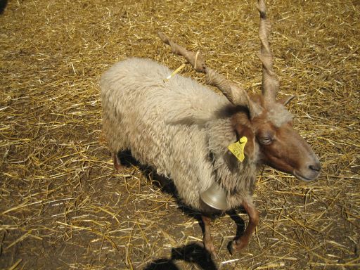 Skanzen, Szentendre, Ungarn, Tiere