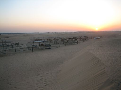 Desert Wüsten Safari, Dubai, Vereinigte Arabische Emirate, Kamele im Gehege