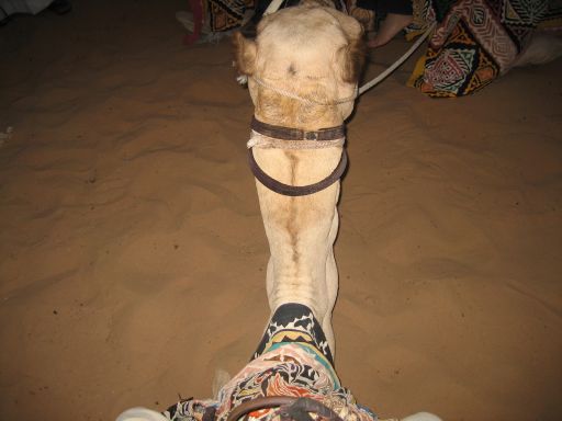 Desert Wüsten Safari, Dubai, Vereinigte Arabische Emirate, Kamel reiten