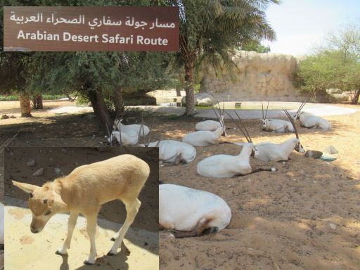 Dubai Safari Park, Dubai, Vereinigte Arabische Emirate, Arabische Oryx