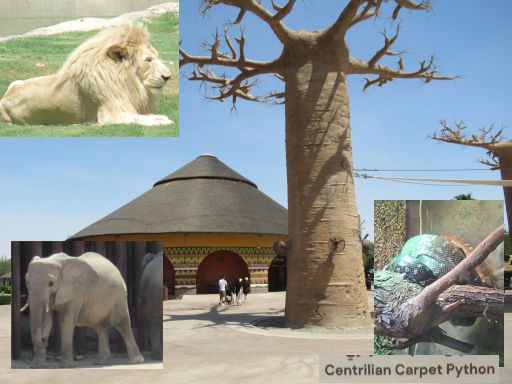 Dubai Safari Park, Dubai, Vereinigte Arabische Emirate, African Village mit L&ouml;wen, Elefanten und Schlangen