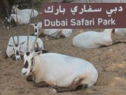 Dubai Safari Park, Dubai, Vereinigte Arabische Emirate, Arabische Oryx