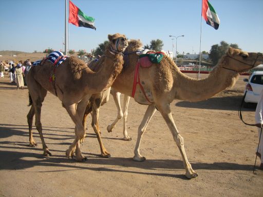 Ras Al Khaimah, Vereinigte Arabische Emirate, Kamel Rennbahn / Markt